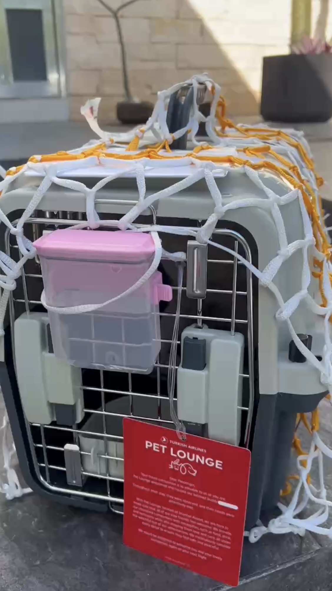 Successful Cat Relocation from Shanghai to Cancun, Mexico – Mordred’s Journey Home